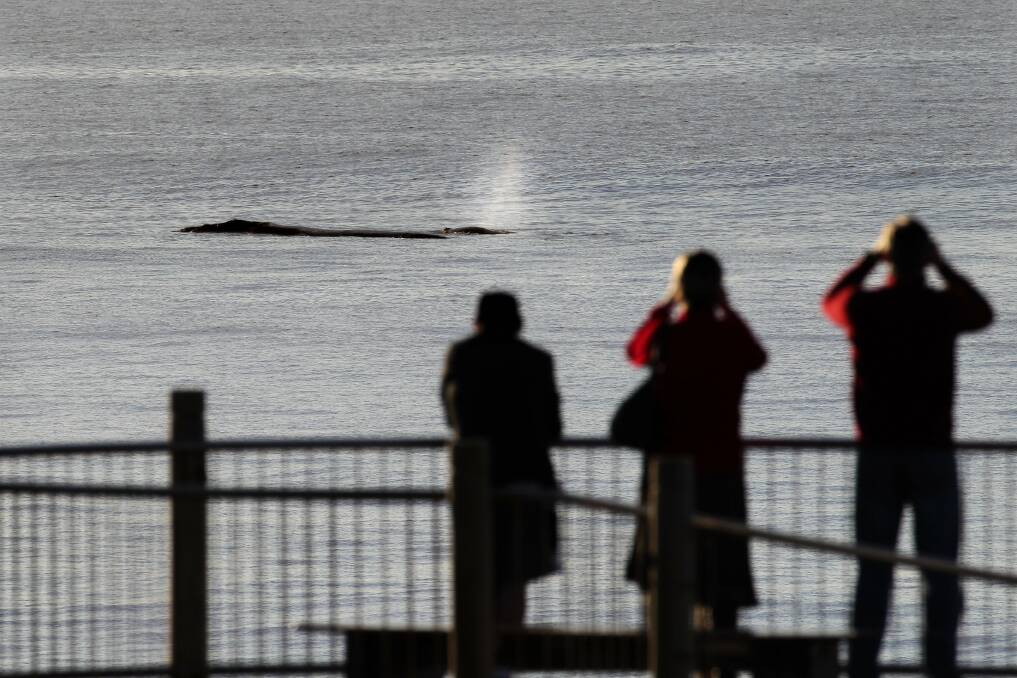 Morning parade: The humpack whale and her calf off Wanda this morning. Picture: John Veage