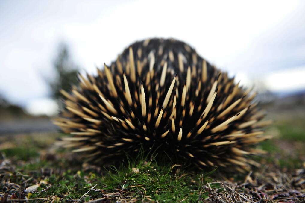 Echidna: The spiky creatures are on the move.