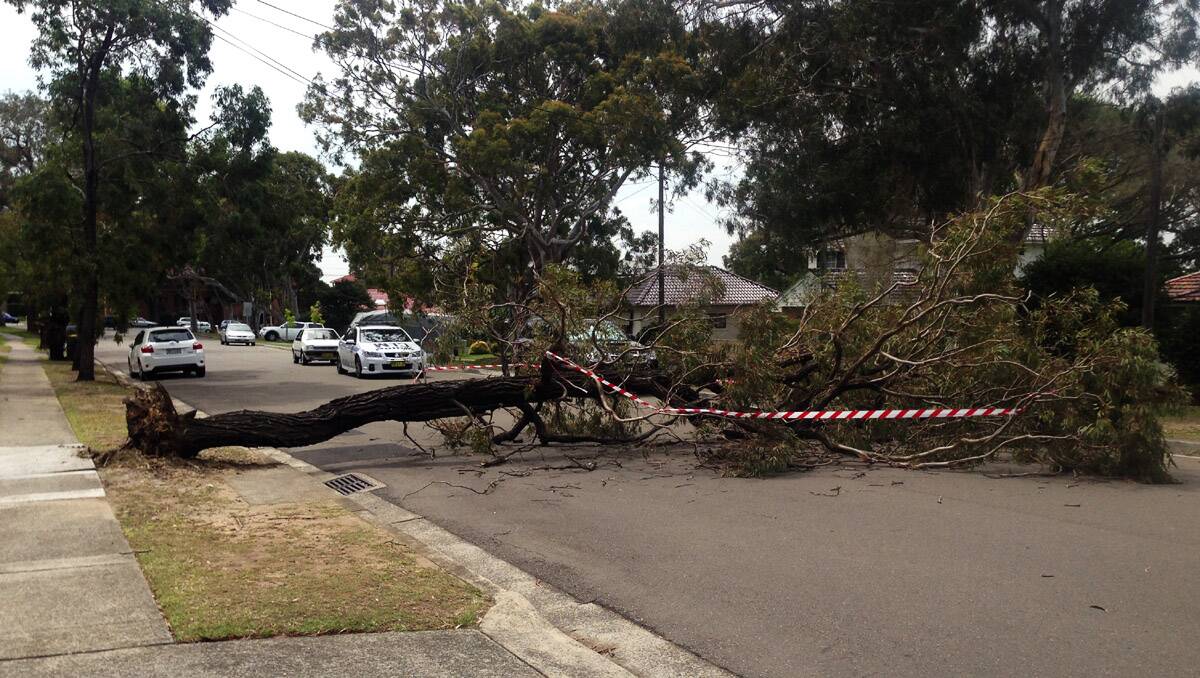 Wild and windy: The tree down at Oleander Parade Caringbah. Picture: Jane Dyson