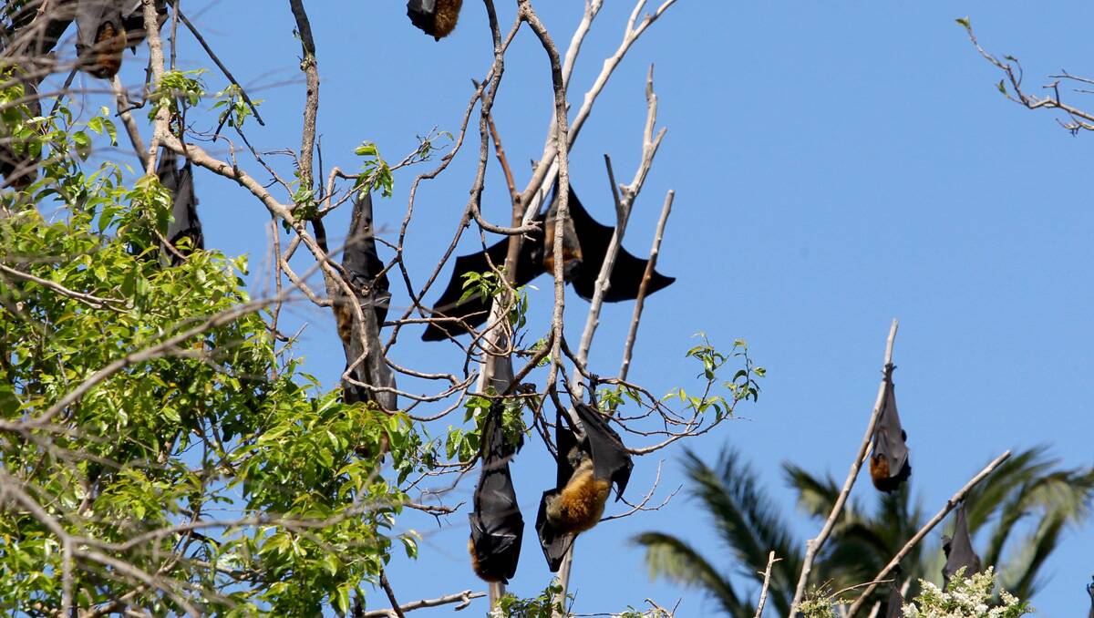 Feedback sought: The public has been asked for input on how to handle the colony of grey-headed flying foxes that live in the bushland reserve at Bates Drive, Kareela. Pictures: Lisa McMahon.