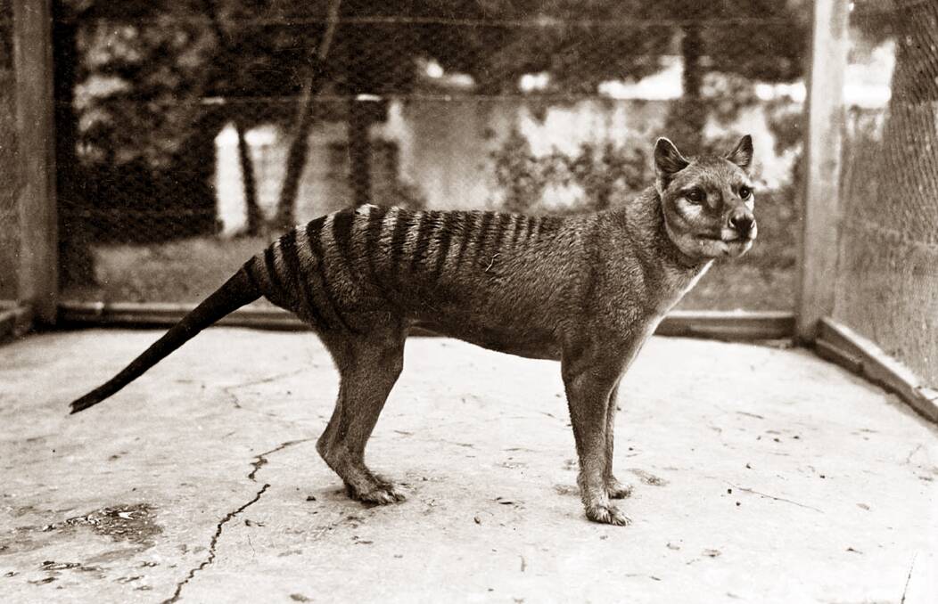 Beaumaris Zoo was home to the last Tasmanian Tiger. Picture supplied
