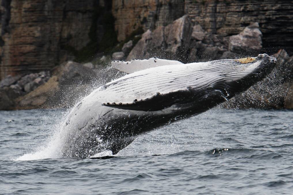 A humpback whale in Jervis Bay. Picture by Ken Robertson/krz