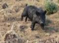 Feral pig programs. Picture supplied