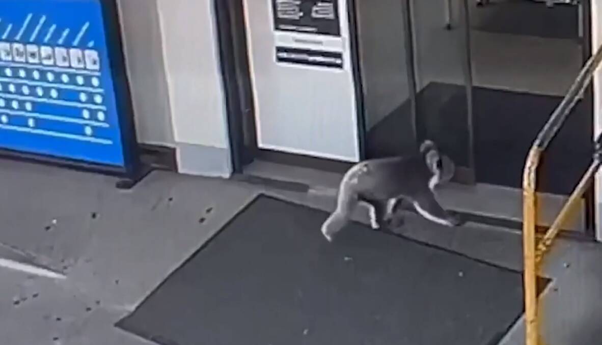 Koala entering the service station in Woodside South Australia. Picture supplied