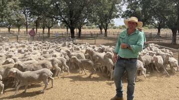 Nutrien Deniliquin auctioneer Mark Braybon with a pen of shorn wether lambs which sold for $60 at Deniliquin on Friday.