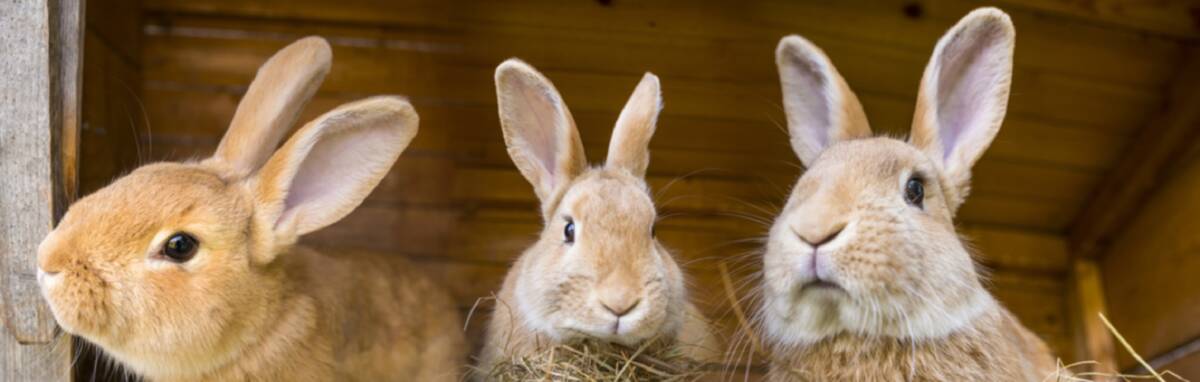 BUNNY BUDDIES: Rabbits are social animals and really need the companionship of another rabbit.