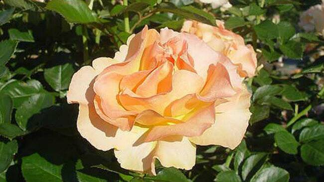MANY COLOURS: The diversity and beauty of roses attracts enthusiasts across the world. 