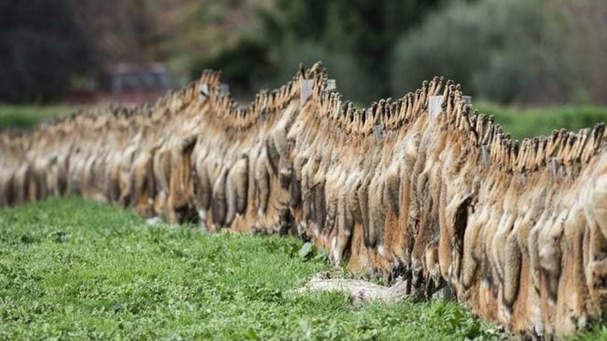 The famous fox fence at Yapeen in central Victoria during a bounty blitz in 2016.