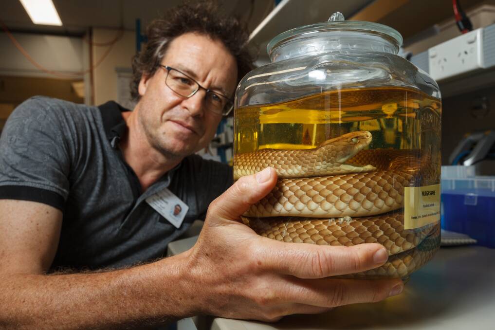 Deadly: Professor Geoff Isbister researches snakebites. He's pictured with a preserved mulga snake, also known as a king brown snake. Picture: Max Mason-Hubers     