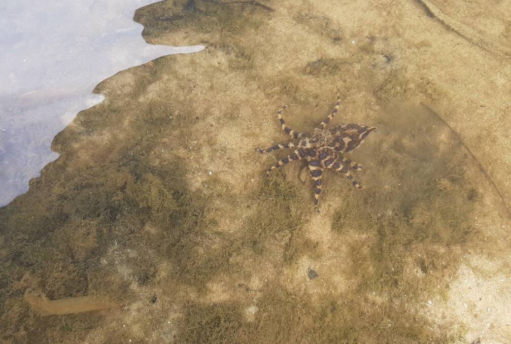 The blue ringed octopus found in the rock pools around Botany Bay may look small and harmless, but it is actually small and deadly.