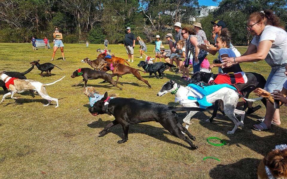 They're elf and running: Scenes from last year's Moore Reserve Dog Park Community Christmas Party.