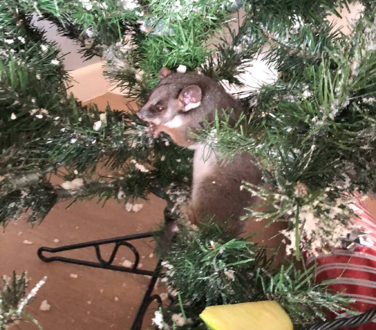 Possum magic: This ringtail possum tried to get to the presents first on Christmas morning.