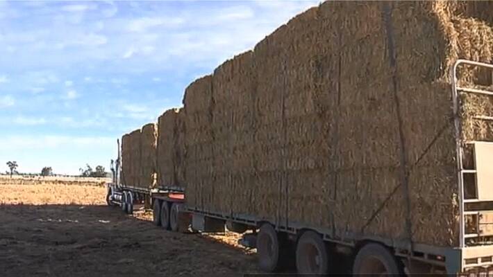 More aid to come: The 34 tonne delivery of hay donated by Cronulla Lions Club arrives in Gunnedah during the week.