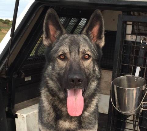 PD Magnum located two suspects hiding under a trailer and construction fencing in a carpark.