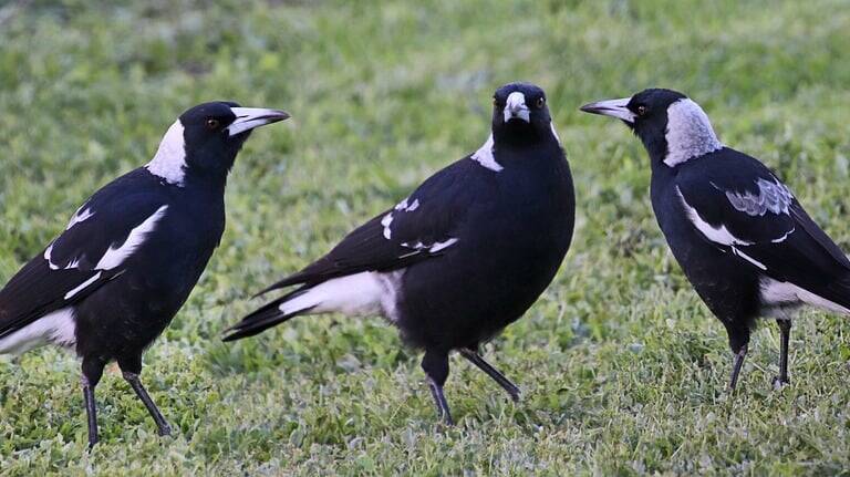 Killed: 23 magpies were found dead in a Ramsgate Street. A number of others were rescued but have since died.