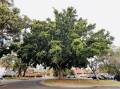 Bayside Council and Sydney Water have found a solution to save this fig tree in Alfred Street, Sans Souci. Picture: Chris Lane