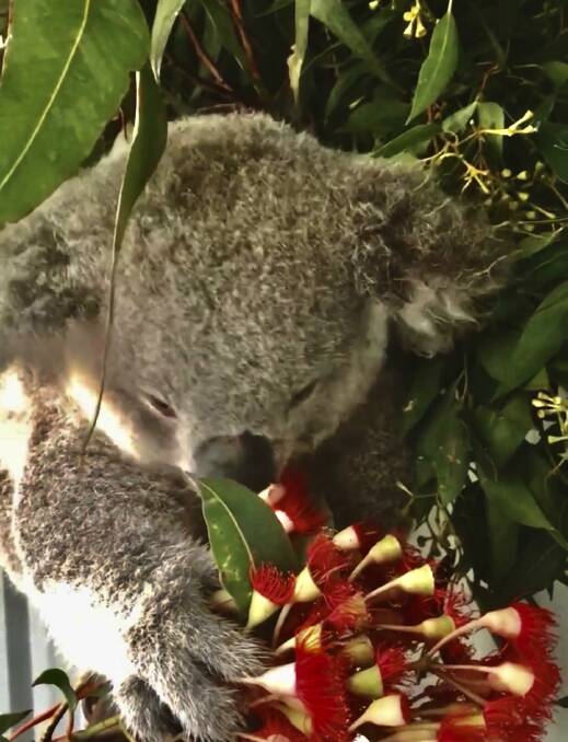 Ruben recovering earlier this year before being released into the wild. Photo by Sue Gay, well-known Appin koala activist:
