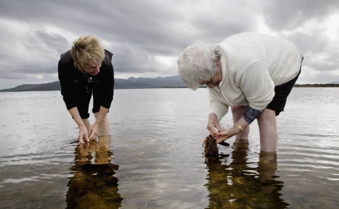 Women of the Tasmanian Aboriginal community were encouraged to look in their local areas for shell collecting beaches to develop their own distinctive shell stringing styles and new traditions.