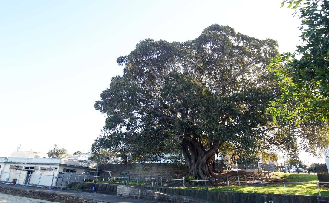 San Souci Park's famous fig tree has been retained under a new Master Plan for the site. Picture: Chris Lane
