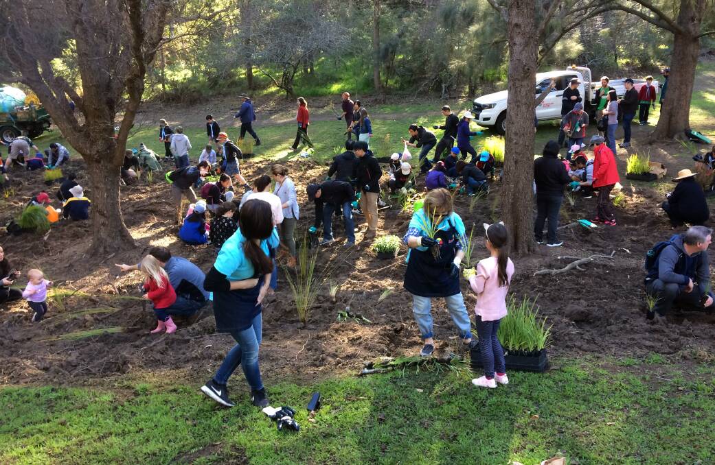 Green fingers: Georges River Council's tree planting event at Evatt Park, Lugarno was attended by over 100 residents of all ages who planted 1,000 trees, shrubs and ground cover.