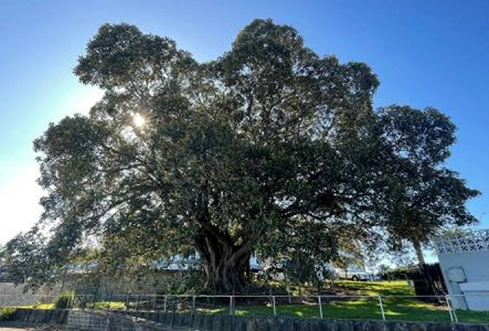 The landmark Moreton Bay fig at Sans Souci is on the council's Significant Tree Register.