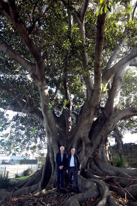 Significant feature: Kogarah Bay Progress Association members John McCormack (left) and Jeff Powys. wth the Moreton Bay fig. Picture: Chris Lane