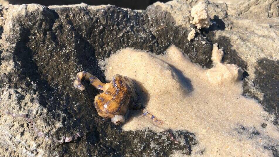 In May 2019, a blue ringed octopus was sighted on the beach by a man walkiing with his young daughter at Dolls Point and another at Ramsgate Beach.