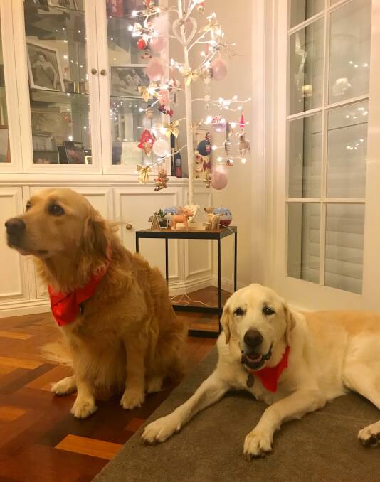 Ralph and Lucy are ready to celebrate Christmas in the Speakman household.