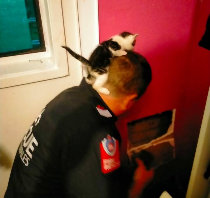 Firefighters rescued two of the kittens via the man-hole in the property however three of the kittens had fallen down the wall cavity.