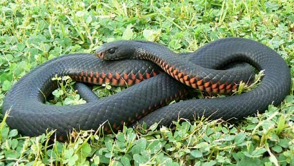 Although highly venomous, the Red Bellied Black Snake is usually placid and will try to avoid humans.