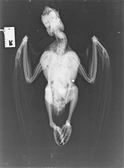 An X-ray of the cockatoo showing the imbedded pellet which killed it.