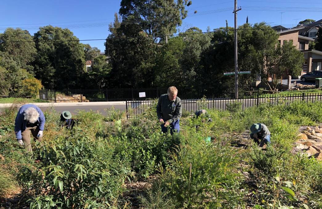 Georges River Council's Bushcare program has resumed and there are opportunities to contribute to the conservation of local green spaces for current and future generations.