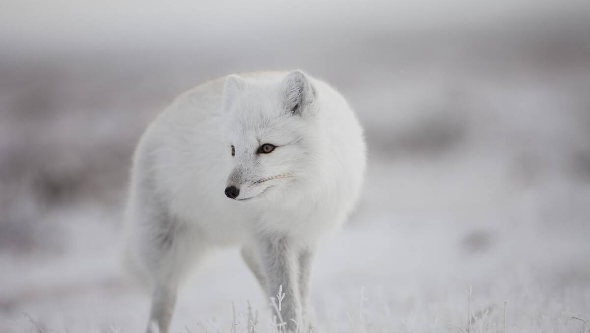 The arctic fox … can be seen in Manitoba year-round. 