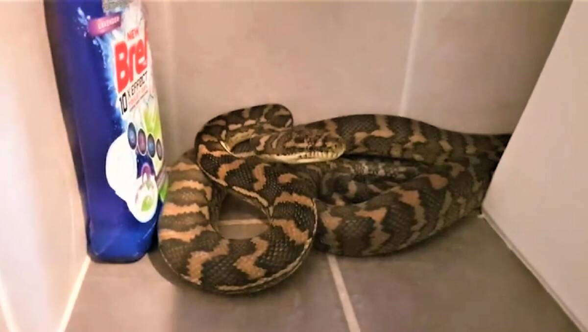VISITOR: The snake hid behind the toilet.