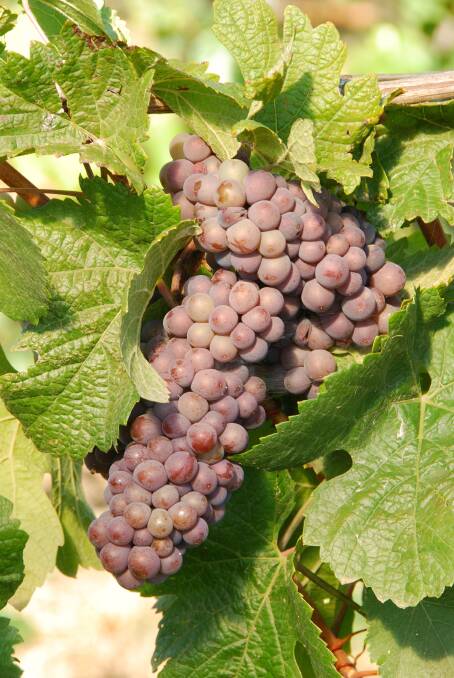 ON THE VINE:  Pinot Gris or Grigio is shaped like a pine cone hence its name.  The gris or grigio represents the colour of the grape on the vine.