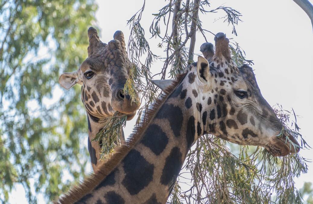 Wildlife aplenty … giraffes at Altina Wildlife Park. Image: Destination NSW.
