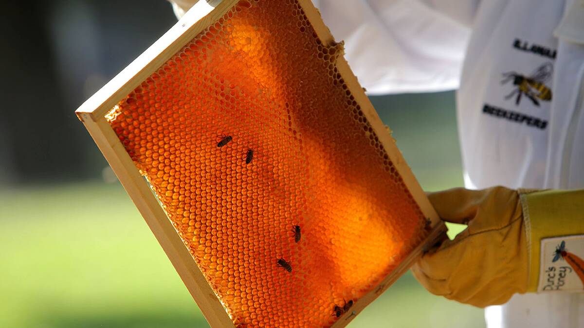 Gold reward:Free entry to the Illawarra Beekeepers open day on Saturday the 4th May.Picture John Veage