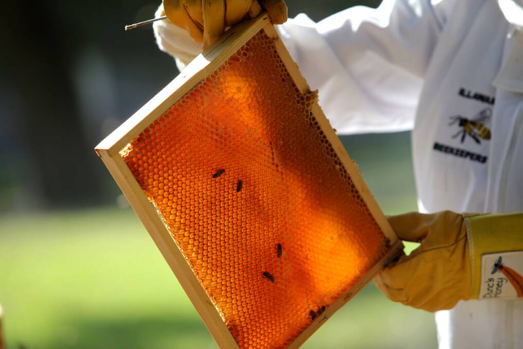 Gold: A honey frame is examined at the Illawarra Beekeepers clubhouse. Picture: John Veage