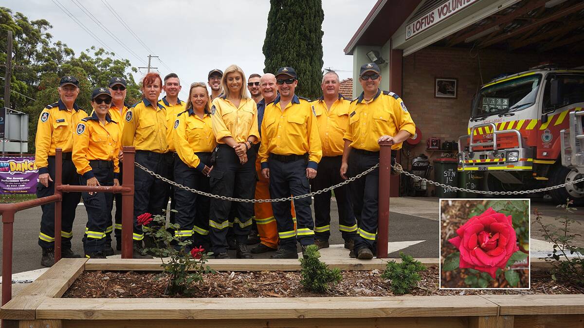 Fitting: The Southern Sydney Rose Society donated three Firefighter rose bushes to the Loftus Volunteer Bushfire Brigade (inset-the Firefighter rose)