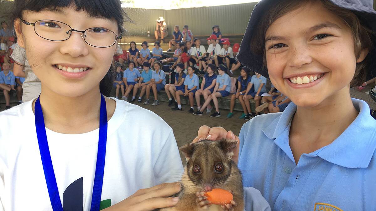Wildlife: Visiting student Quanyun (Suzy) from Jinan China pictured with Jannali East Public School pupil Dimitri at Symbio Wildlife Park, with a ring-tailed possum.