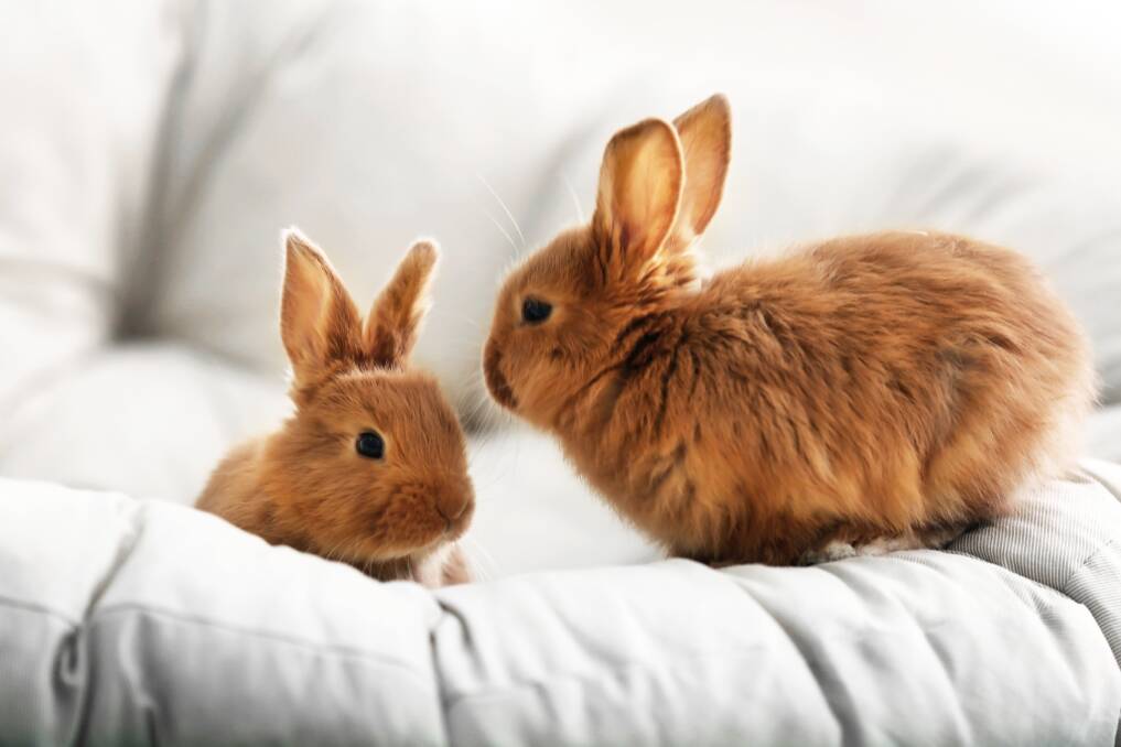 How to take care of your pet rabbit | St George & Sutherland Shire Leader |  St George, NSW