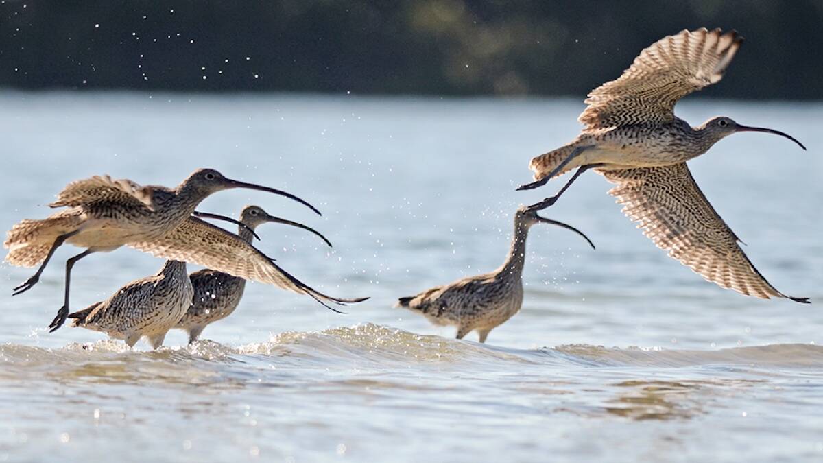 In town: Critically endangered Eastern Curlews. Picture: Gary Dunnett