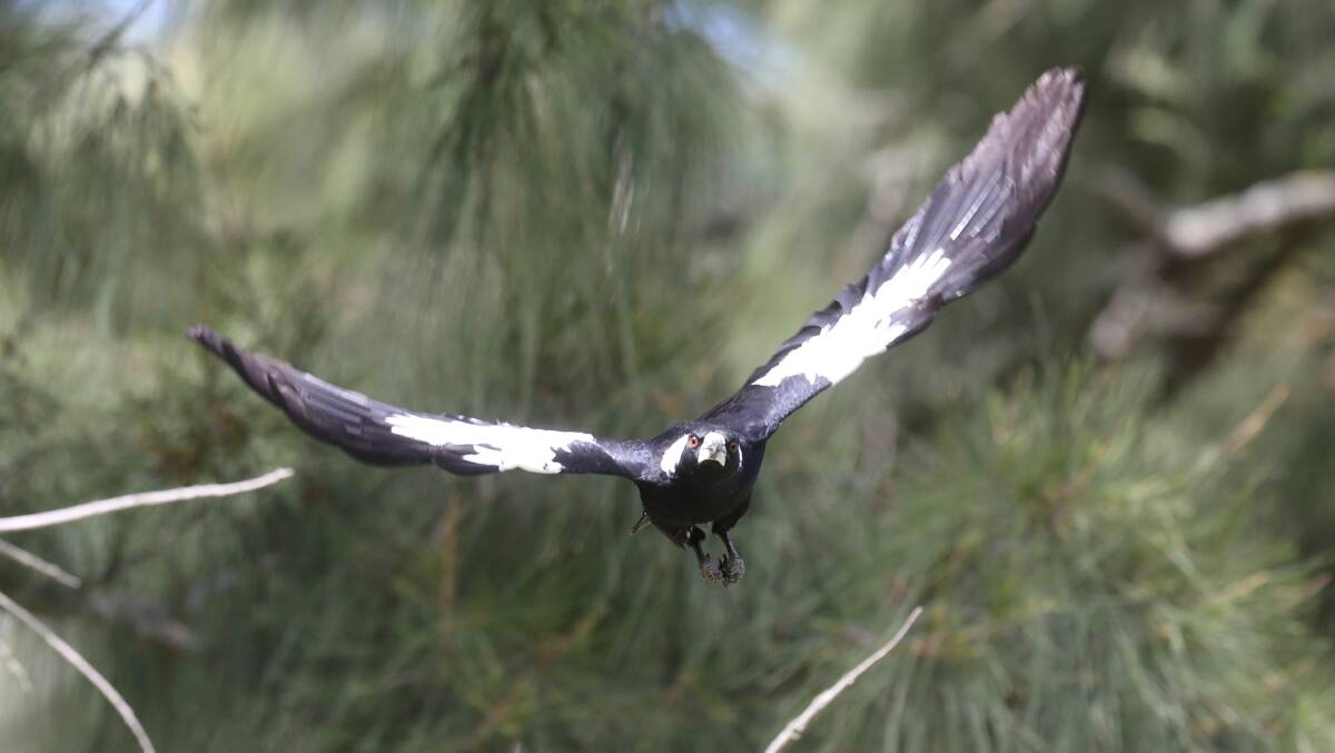 Magpie swooping season is well and truly here. Picture: Geoff Jones