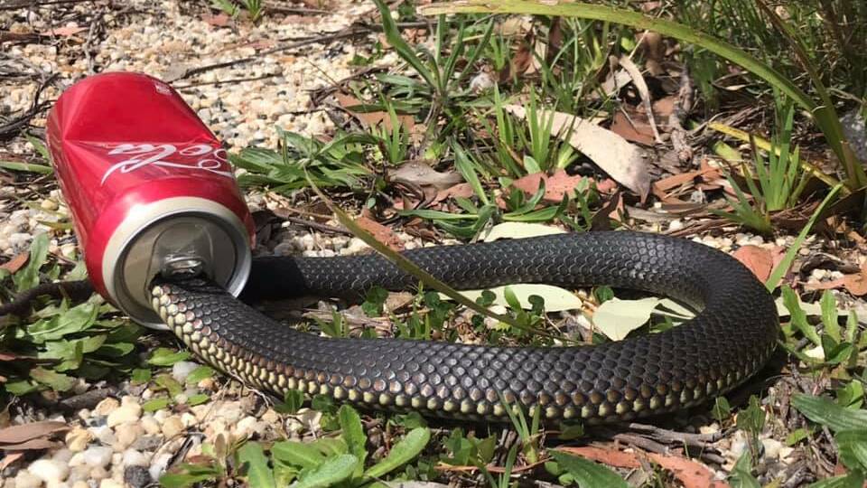 Watch an expert extract a copperhead snake from a Coke can, St George &  Sutherland Shire Leader