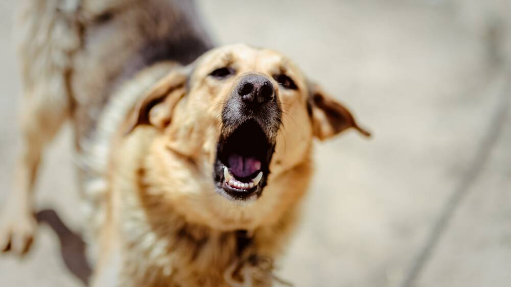 Irresponsible owners will feel the pain in the hip pocket. Photo: Shutterstock