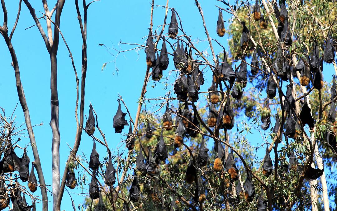Flying fox: The largest bat colonies in St George and the Sutherland Shire are located at Kareela and Turrella. Picture: File