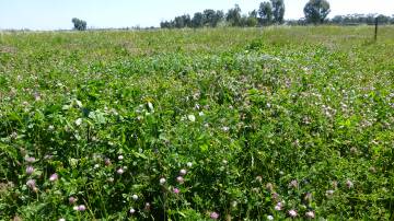 A spring view of a mixed legume pasture, including the pink flowering rose clover, on the Boggabri property owned by the Avendano family. For each 1t/ha legume growth 20kg/ha nitrogen can be fixed for future grass use.