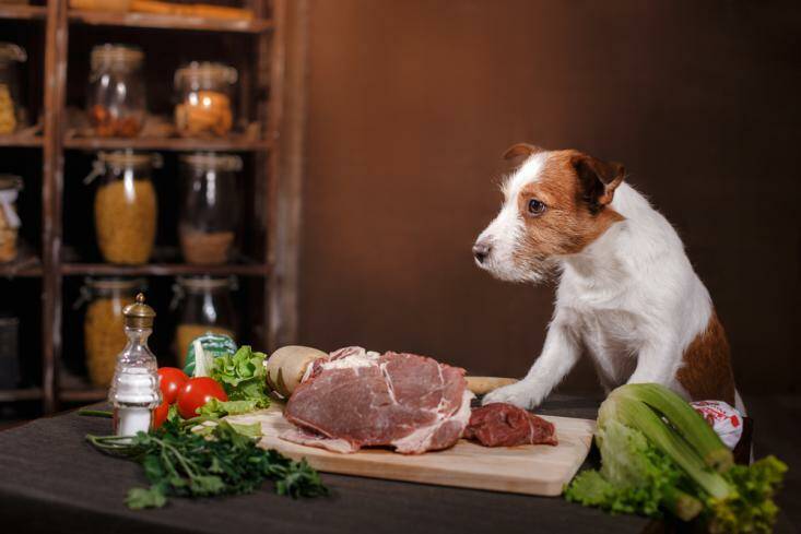 How feeding raw food can help your dog live longer