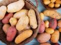 Basically, store potatoes in a cool, dry and, most importantly, dark place. Picture Shutterstock