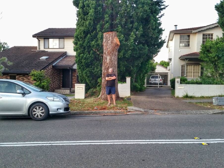 A large tree, home to nesting magpies and chicks was removed from the nature strip outside 4 Mimosa St, Oatley.
